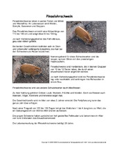 Pinselohrschwein-Steckbrief.pdf